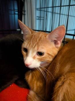 Zeke -  Domestic Short Hair Cat for Adoption in Duxbury, Massachusetts - Zeke | PetCurious
