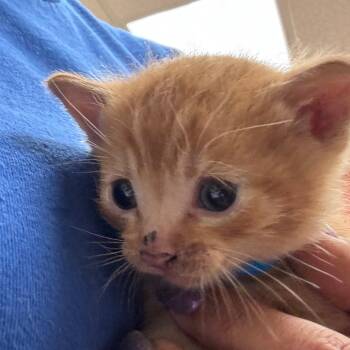 Sparrow -  Domestic Short Hair Cat for Adoption in Goleta, California - Sparrow | PetCurious