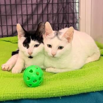 Bora -  Domestic Short Hair Cat for Adoption in Trenton, New Jersey - Bora | PetCurious
