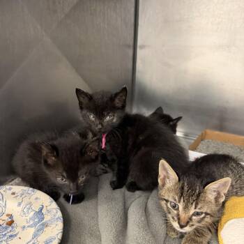 Sanji 13 -  Domestic Short Hair Cat for Adoption in Austin, Texas - Sanji 13 | PetCurious
