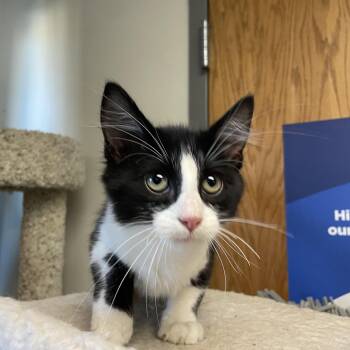 Mr tux -  Tuxedo Cat for Adoption in Kansas City, Missouri - Mr Tux | PetCurious