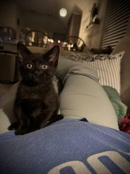 Domestic Short Hair Cats Available for Adoption in Rosenberg, Texas - Milton Dub | PetCurious