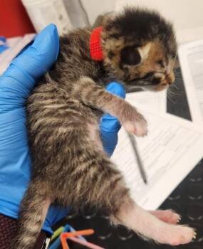 Bullion -  Domestic Short Hair Cat for Adoption in Roseville, California - Bullion | PetCurious