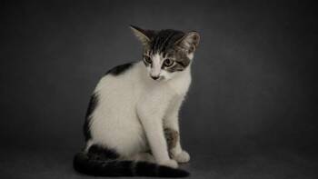 A1278304 -  Domestic Short Hair Cat for Adoption in Winter Haven, Florida - A1278304 | PetCurious