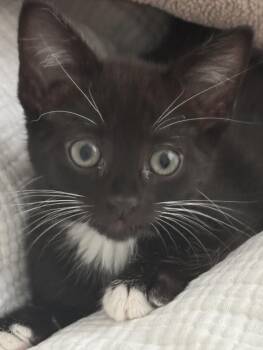 OLIVE -  Domestic Long Hair Cat for Adoption in Burbank, California - OLIVE | PetCurious