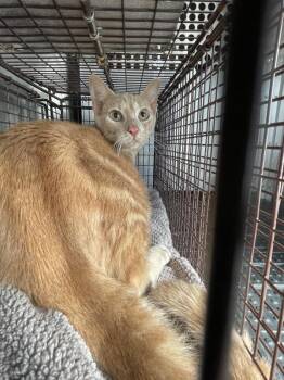 Steve -  Domestic Short Hair Cat for Adoption in Austin, Texas - Steve | PetCurious