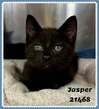 JASPER -  Domestic Short Hair and Bombay Cat for Adoption in Marietta, Georgia - JASPER | PetCurious