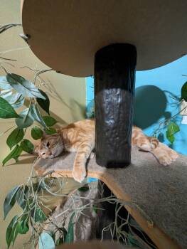Nathan the Bandit -  Domestic Short Hair Cat for Adoption in Germantown, Ohio - Nathan The Bandit | PetCurious