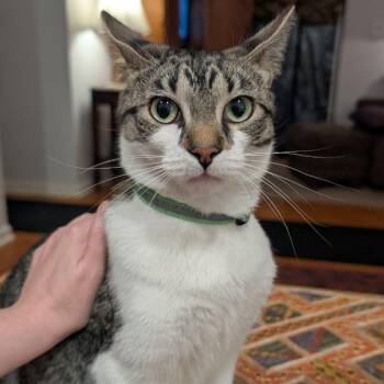 Eileen -  Domestic Short Hair Cat for Adoption in Pikesville, Maryland - Eileen | PetCurious