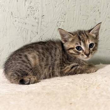 Livingston -  Domestic Short Hair Cat for Adoption in Cumming, Georgia - Livingston | PetCurious