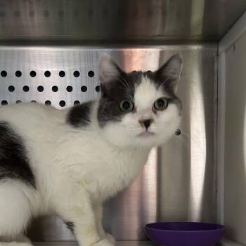 JuneBug -  Domestic Short Hair Cat for Adoption in Oyster Bay, New York - JuneBug | PetCurious