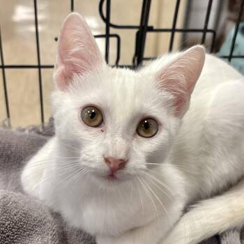 Bartok -  Domestic Short Hair Cat for Adoption in Sonora, California - Bartok | PetCurious