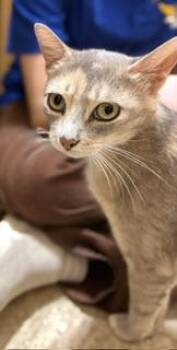 Sunshine Julian (pretty talkative girl) -  Domestic Short Hair Cat for Adoption in Stowe, Pennsylvania - Sunshine Julian (pretty Talkative Girl) | PetCurious