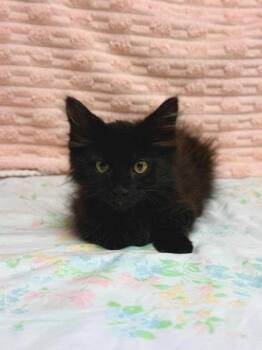 Derry -  Domestic Long Hair and Domestic Short Hair Cat for Adoption in Visalia, California - Derry | PetCurious