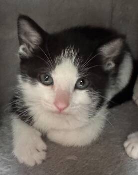 Domestic Short Hair Cats Available for Adoption in Buford, Georgia - Demi | PetCurious