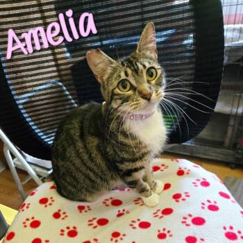 Amelia -  Domestic Short Hair Cat for Adoption in Gonzales, Louisiana - Amelia | PetCurious