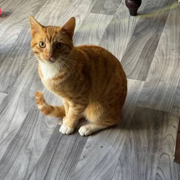 Domestic Short Hair Cats Available for Adoption - AFAH-Stray-12807_2 | PetCurious