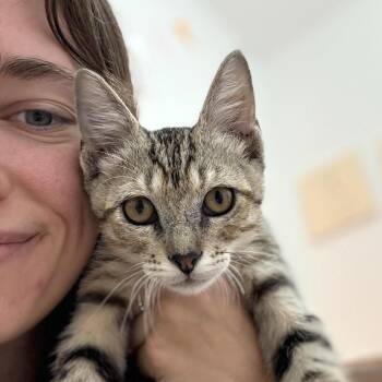 Kitty Kat Candy -  Tabby and Domestic Short Hair Cat for Adoption in Friendswood, Texas - Kitty Kat Candy | PetCurious