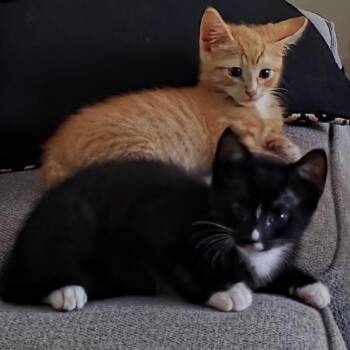 Kanye -  Domestic Short Hair Cat for Adoption in Bradenton, Florida - Kanye | PetCurious