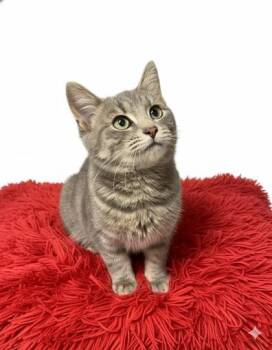 Rescue Domestic Short Hair Cats for Adoption in Bowling Green, Kentucky - Penni | PetCurious