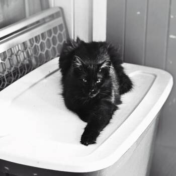 Sparky MUST BE ADOPTED WITH MOOKY OR BUDDY CAT -  Domestic Long Hair Cat for Adoption in Toronto, Ontario - Sparky MUST BE ADOPTED WITH MOOKY OR BUDDY CAT | PetCurious