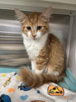 NBA YOUNGBOY -  Domestic Short Hair Cat for Adoption in Kalamazoo, Michigan - NBA YOUNGBOY | PetCurious