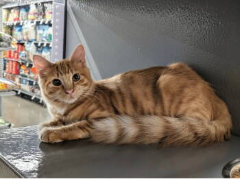 Rescue Domestic Short Hair Cats for Adoption in Ball Ground, Georgia - Adam | PetCurious