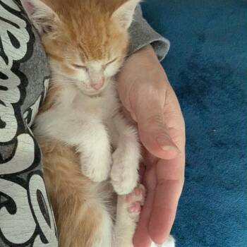 Domestic Short Hair Cats Available for Adoption in Concord, North Carolina - Lee | PetCurious