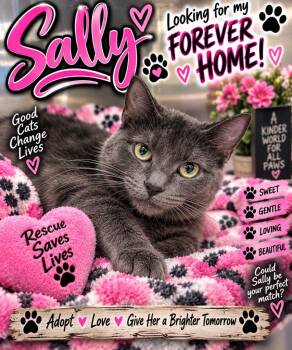 Sally -  Domestic Short Hair Cat for Adoption in Shelbyville, Tennessee - Sally | PetCurious