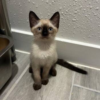 Stout 2 -  Siamese Cat for Adoption in Bulverde, Texas - Stout 2 | PetCurious