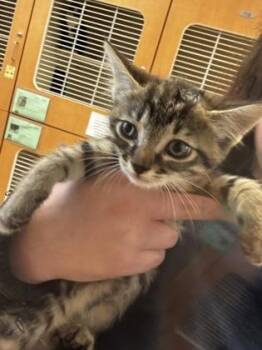 Ryko -  Domestic Short Hair Cat for Adoption in Chamblee, Georgia - Ryko | PetCurious