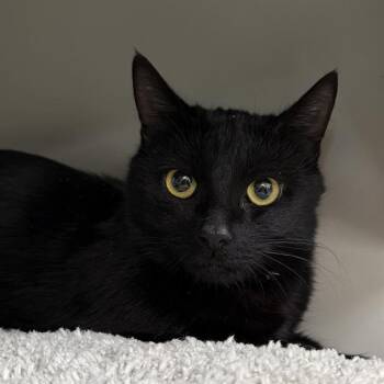 Domestic Short Hair Cats Available for Adoption in Las Vegas, Nevada - NIKA | PetCurious
