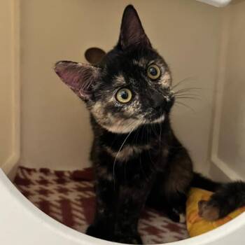 Cinnamon -  Domestic Short Hair Cat for Adoption in Laredo, Texas - Cinnamon | PetCurious