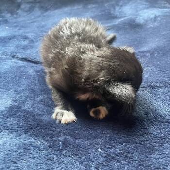 Domestic Short Hair Cats Available for Adoption in Auburn, Alabama - Jelly Bean | PetCurious