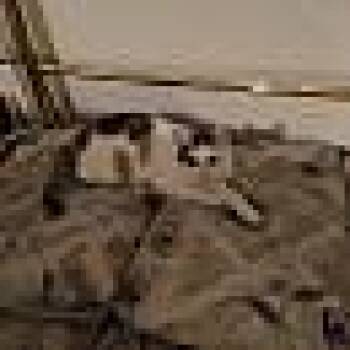 Domestic Short Hair Cats Available for Adoption - Sweet Pea | PetCurious