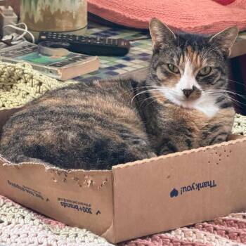 Domestic Short Hair Cats Available for Adoption in Los Angeles, California - Foxy Brown | PetCurious