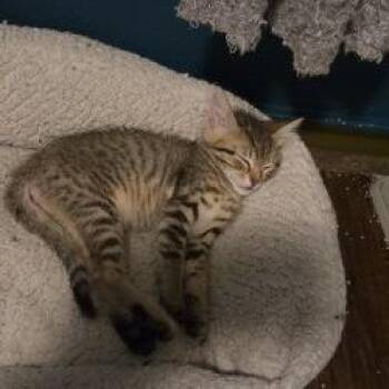 Stormie -  Domestic Short Hair Cat for Adoption in San Antonio, Texas - Stormie | PetCurious