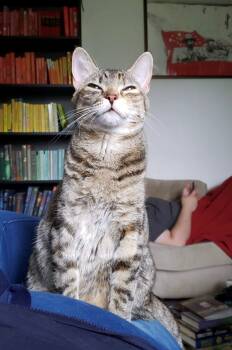 Rescue Domestic Short Hair Cats for Adoption in Seven Valleys, Pennsylvania - Crunch Wrap Supreme (Crunchy) | PetCurious