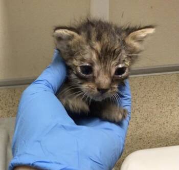 Domestic Short Hair Cats Available for Adoption - ALLY | PetCurious