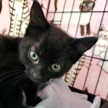 Neah (blue) -  Domestic Short Hair Cat for Adoption in Belfair, Washington - Neah (blue) | PetCurious