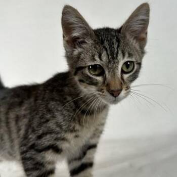 Aerion -  Domestic Short Hair Cat for Adoption in Johnson City, Tennessee - Aerion | PetCurious