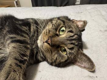 Domestic Short Hair Cats Available for Adoption - Bale | PetCurious