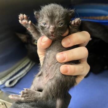 Domestic Short Hair Cats Available for Adoption in Keizer, Oregon - Jay | PetCurious