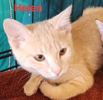 Domestic Short Hair Cats Available for Adoption in Dallas, Texas - Helen 0435 | PetCurious