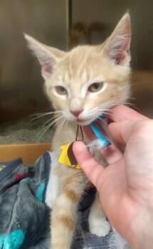 CHEERIOS -  Domestic Short Hair Cat for Adoption in St. Louis, Missouri - CHEERIOS | PetCurious