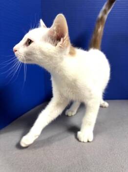 Rescue Domestic Short Hair Cats for Adoption in Hawk Point, Missouri - Ricotta | PetCurious