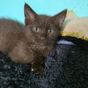 The Rock -  Domestic Short Hair Cat for Adoption in Grinnell, Iowa - The Rock | PetCurious