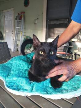 Pepe -  Domestic Short Hair Cat for Adoption in San Antonio, Texas - Pepe | PetCurious