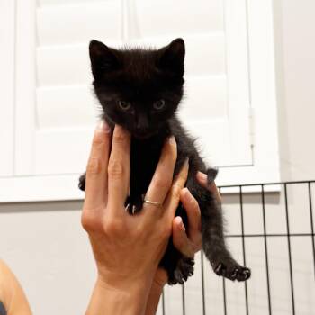 Harry Harris -  Domestic Short Hair Cat for Adoption in Eagle Mountain, Utah - Harry Harris | PetCurious