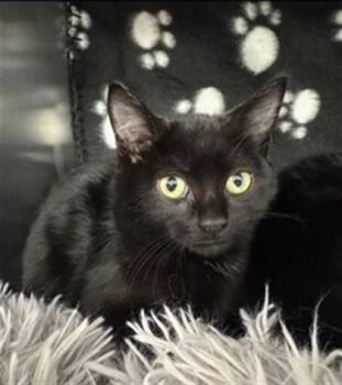 Domestic Short Hair Cats Available for Adoption - Maiya | PetCurious